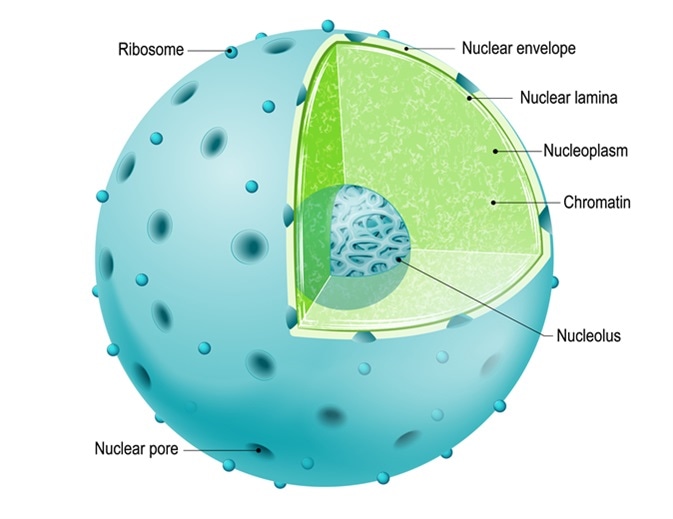 核的结构。  细胞部分：核膜、核质、核基质、染色质和核仁。  图片来源：Designua / Shutterstock