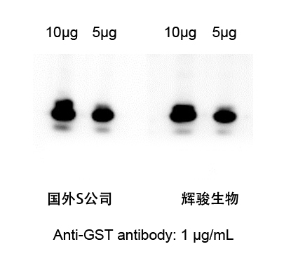 GST标签抗体对比图-6686体育生物.jpg