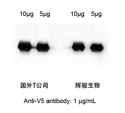 V5标签抗体-6686体育生物.jpg