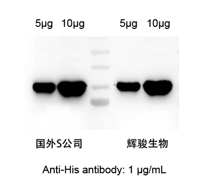 HIS标签抗体对比图-6686体育生物.jpg