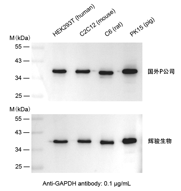 GAPDH抗体-Anti-GAPDH小鼠单抗,价格低,大量现货-6686体育生物