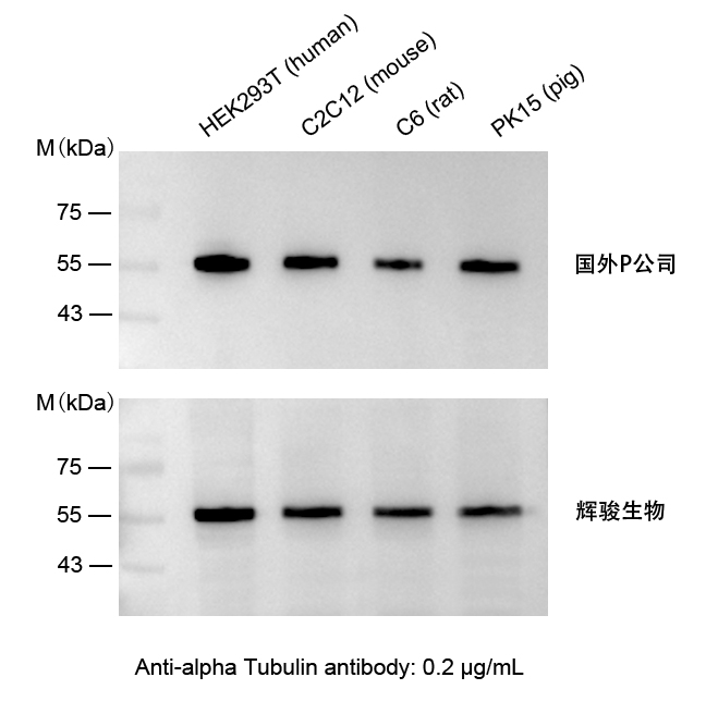 小鼠抗α-Tubulin单克隆抗体-Tublin抗体价格低,快速制备-6686体育生物