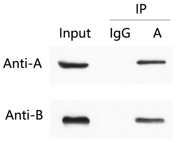 免疫共沉淀Co-IP试剂盒使用案例